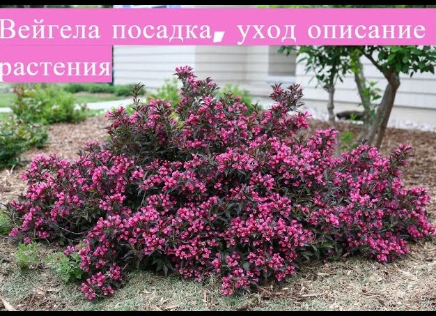 Вейгела: уход, пересадка, размножение