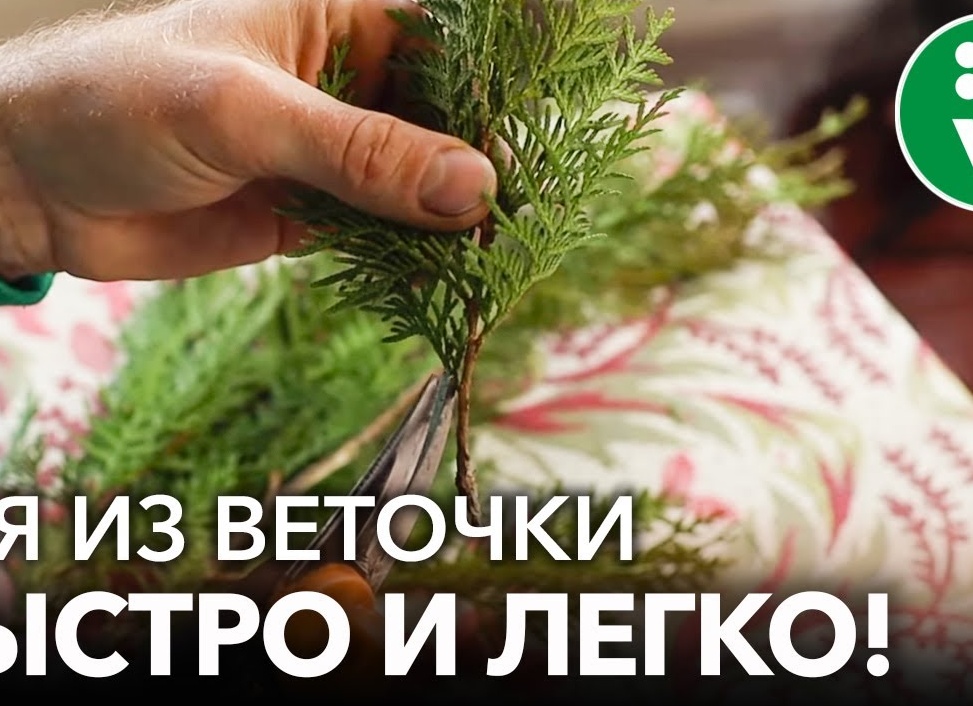 Вырастите тую легко и просто: черенки, которые точно приживутся