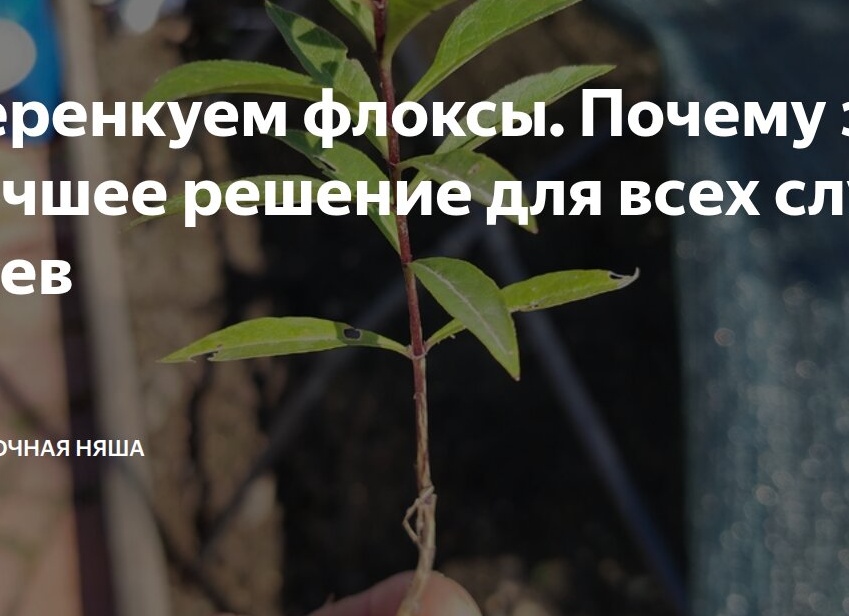 Черенкуем флоксы. Почему это лучшее решение для всех случаев
