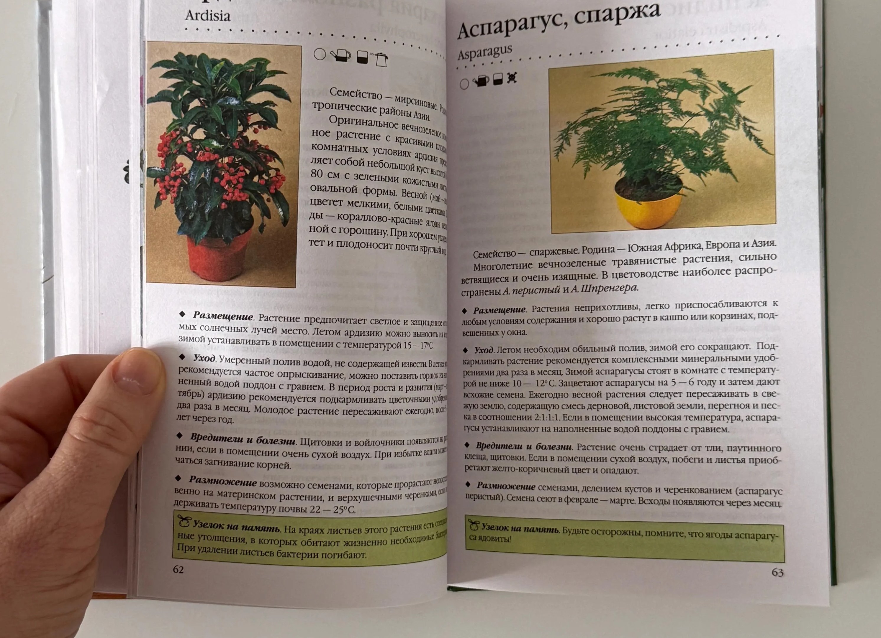 Черенкование весной: какие растения можно размножить и как это сделать правильно