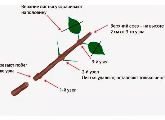 Все способы размножения гортензии в домашних условиях: полное описание с пошаговыми инструкциями