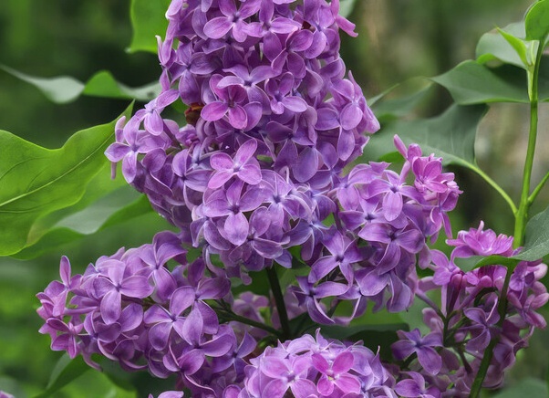 Сирень💮🌸💜