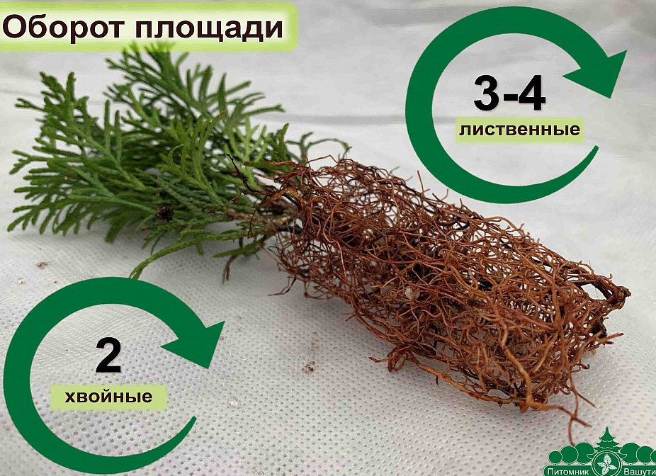Черенкование лиственных и хвойных деревьев зимой