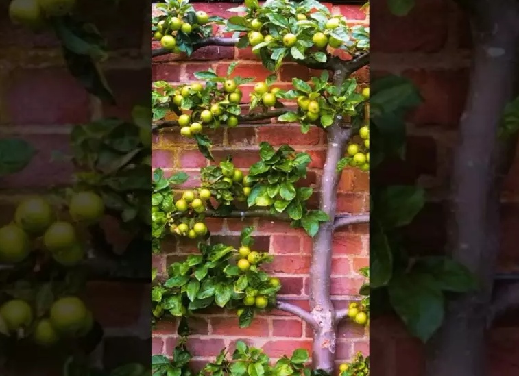 Если лень укоренять черенки винограда! Посадка весной черенка винограда сразу на постоянное место.