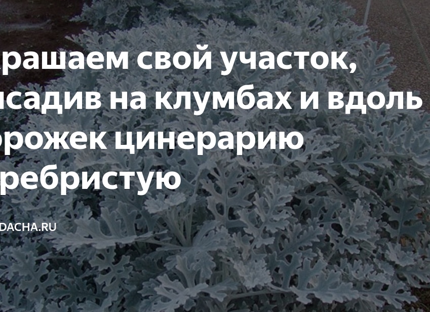 Украшаем свой участок, высадив на клумбах и вдоль дорожек цинерарию серебристую