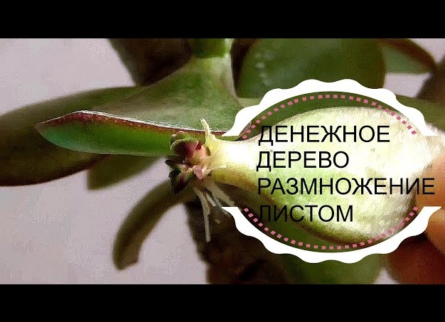 Все способы размножения денежного дерева