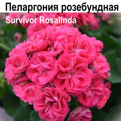 Пеларгония ‘Survivor Idols Rosalinda’