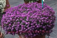 Лобулярия( Алиссум) Easy Breezy Purple