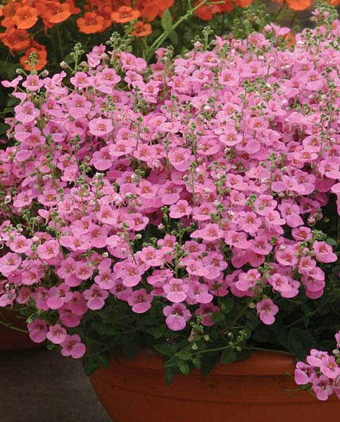 Диасция Diascia Darla Rose