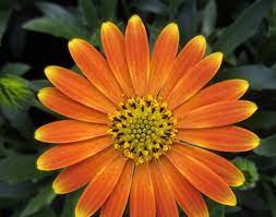 Остеоспермум Flower Power Magic Orange